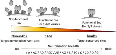 To bnAb or Not to bnAb: Defining Broadly Neutralising Antibodies Against HIV-1